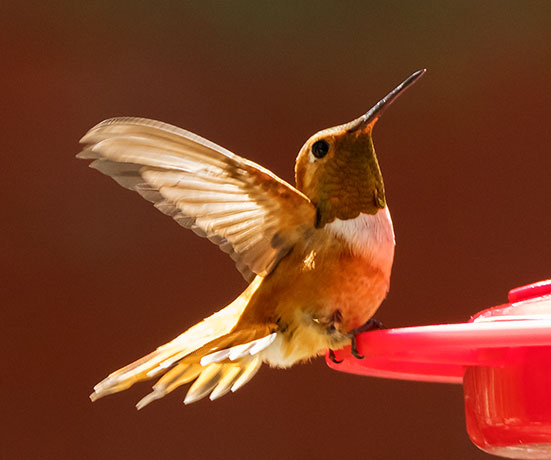 Rufous Hummingbird Selasphorus rufus