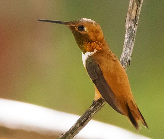Rufous Hummingbird Selasphorus rufus
