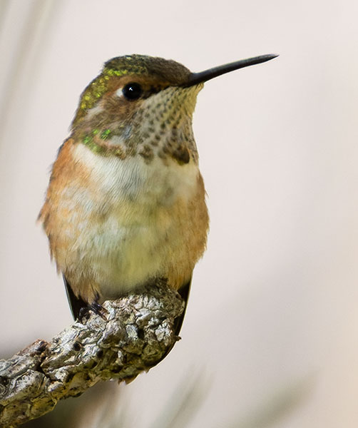 Rufous Hummingbird Selasphorus rufus