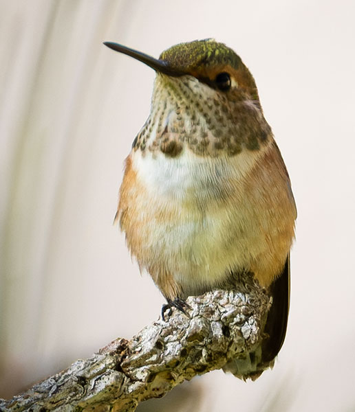 Rufous Hummingbird Selasphorus rufus