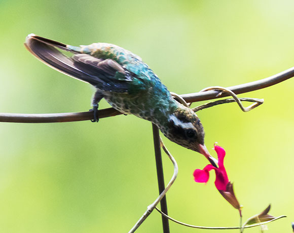 White-eared Hummingbird Hylocharis leucotis 