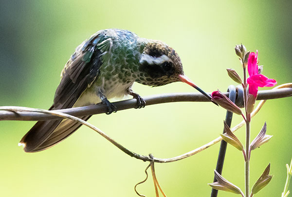 White-eared Hummingbird Hylocharis leucotis 