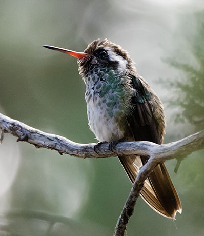 White-eared Hummingbird Hylocharis leucotis 