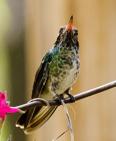 White-eared Hummingbird Hylocharis leucotis 