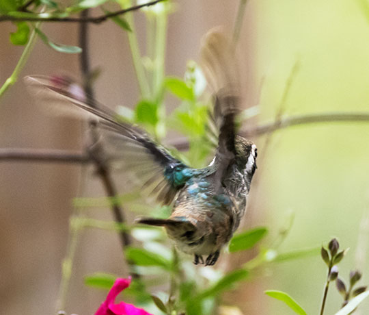 White-eared Hummingbird Hylocharis leucotis 