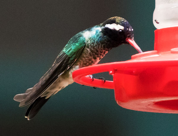 White-eared Hummingbird Hylocharis leucotis 