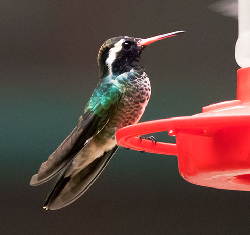 White-eared Hummingbird Hylocharis leucotis 