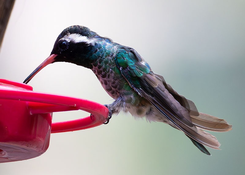 White-eared Hummingbird Hylocharis leucotis 