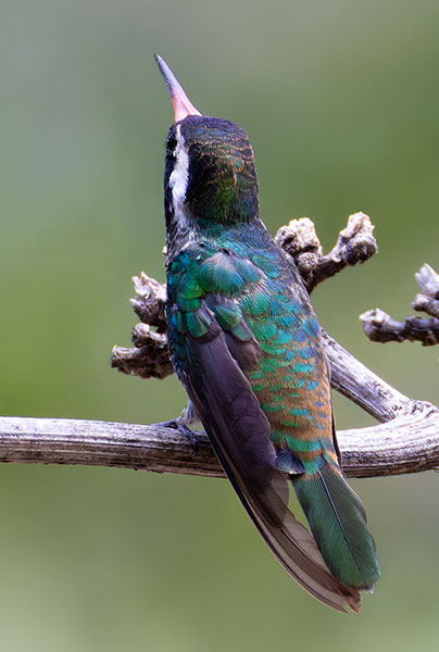 White-eared Hummingbird Hylocharis leucotis 