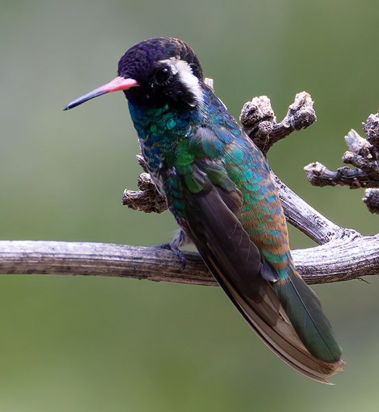 White-eared Hummingbird Hylocharis leucotis 