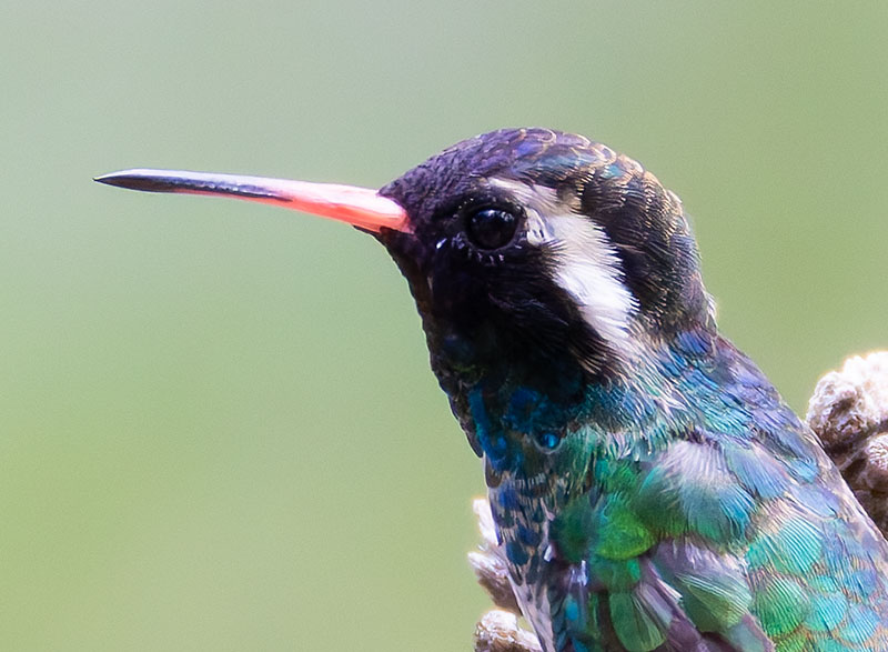 White-eared Hummingbird Hylocharis leucotis 