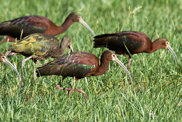 White-faced Ibis Plegadis chihi 