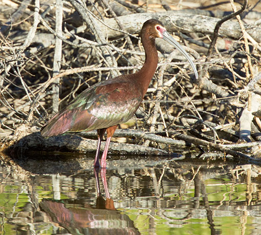 White-faced Ibis Plegadis chihi 