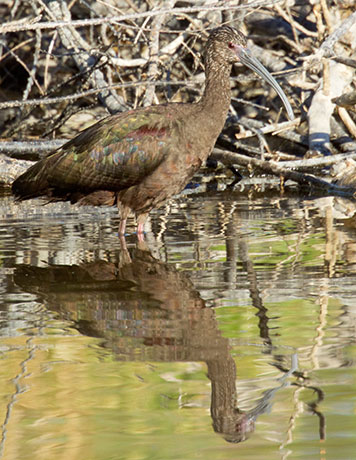 White-faced Ibis Plegadis chihi 