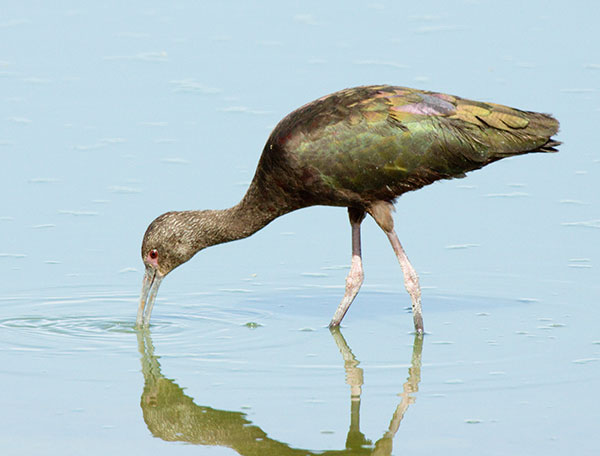White-faced Ibis Plegadis chihi 
