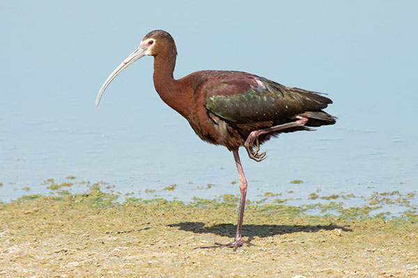 White-faced Ibis Plegadis chihi 