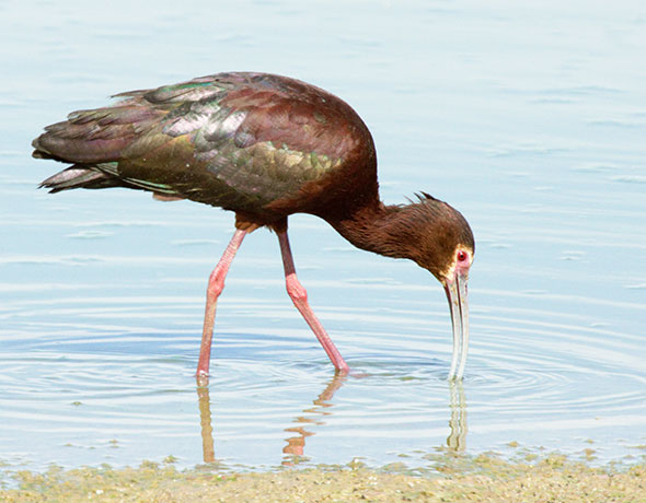 White-faced Ibis Plegadis chihi 