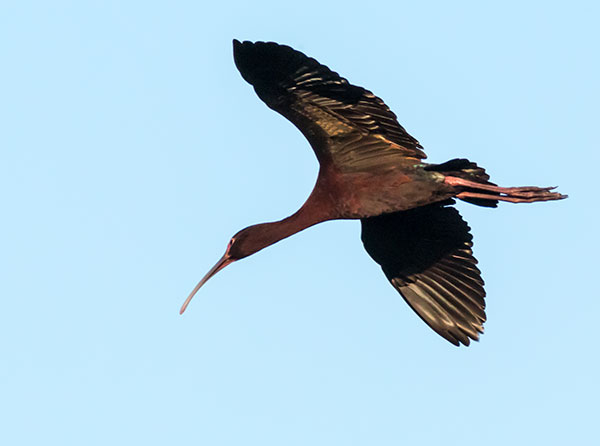 White-faced Ibis Plegadis chihi 