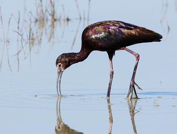 White-faced Ibis Plegadis chihi 