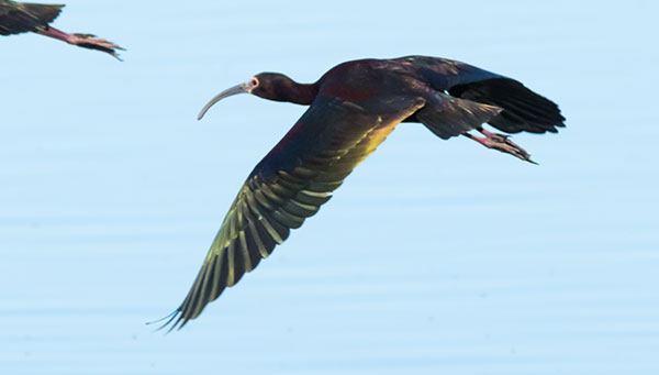 White-faced Ibis Plegadis chihi 