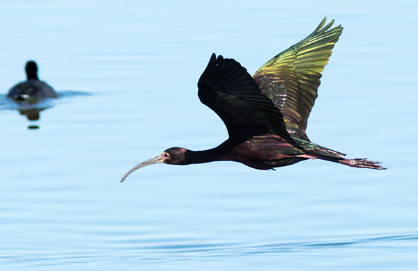 White-faced Ibis Plegadis chihi 