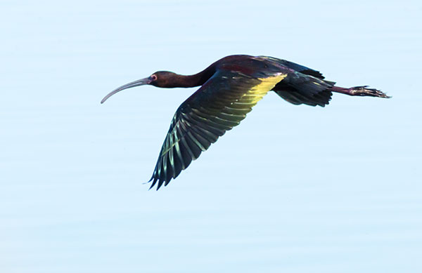 White-faced Ibis Plegadis chihi 