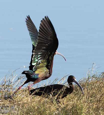 White-faced Ibis Plegadis chihi 