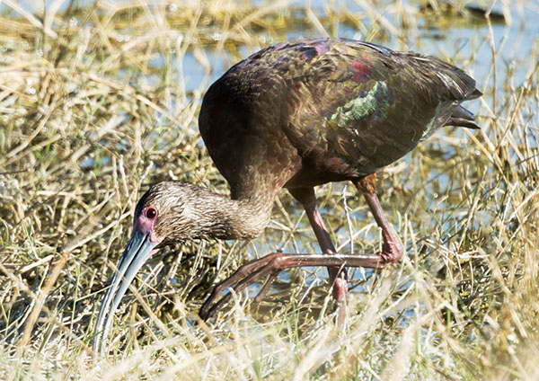 White-faced Ibis Plegadis chihi 