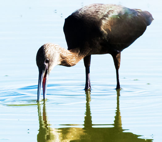 White-faced Ibis Plegadis chihi 