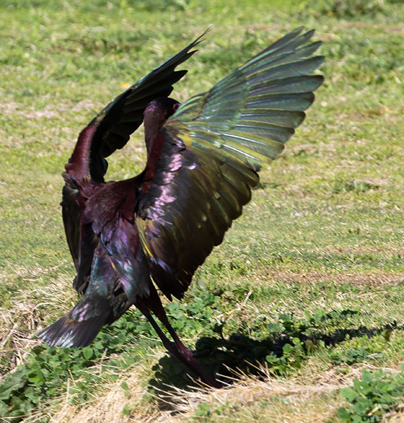 White-faced Ibis Plegadis chihi 