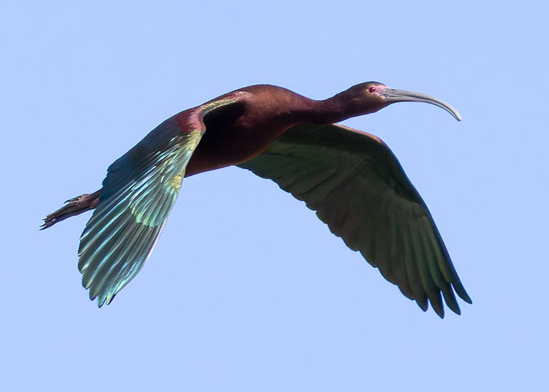 White-faced Ibis Plegadis chihi 