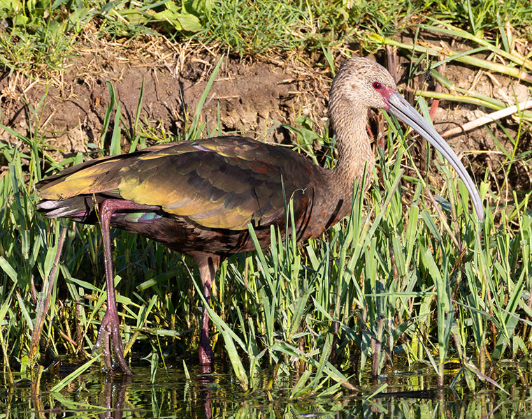 White-faced Ibis Plegadis chihi 