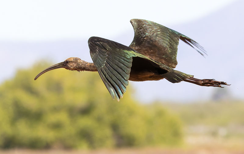 White-faced Ibis Plegadis chihi 