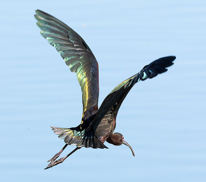 White-faced Ibis Plegadis chihi 