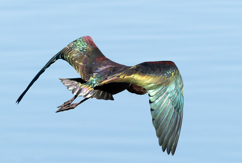 White-faced Ibis Plegadis chihi 