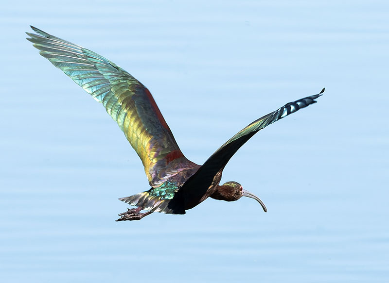 White-faced Ibis Plegadis chihi 