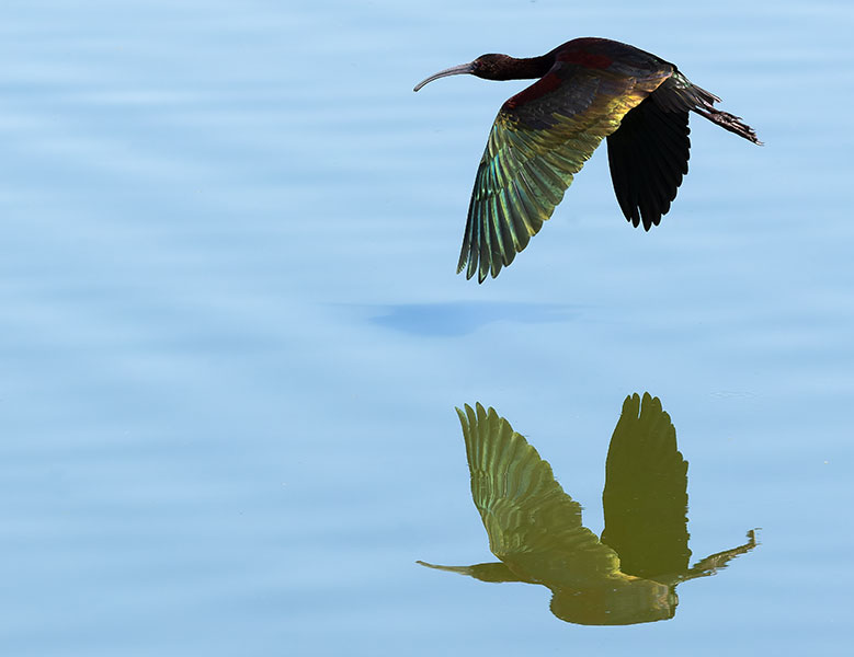 White-faced Ibis Plegadis chihi 