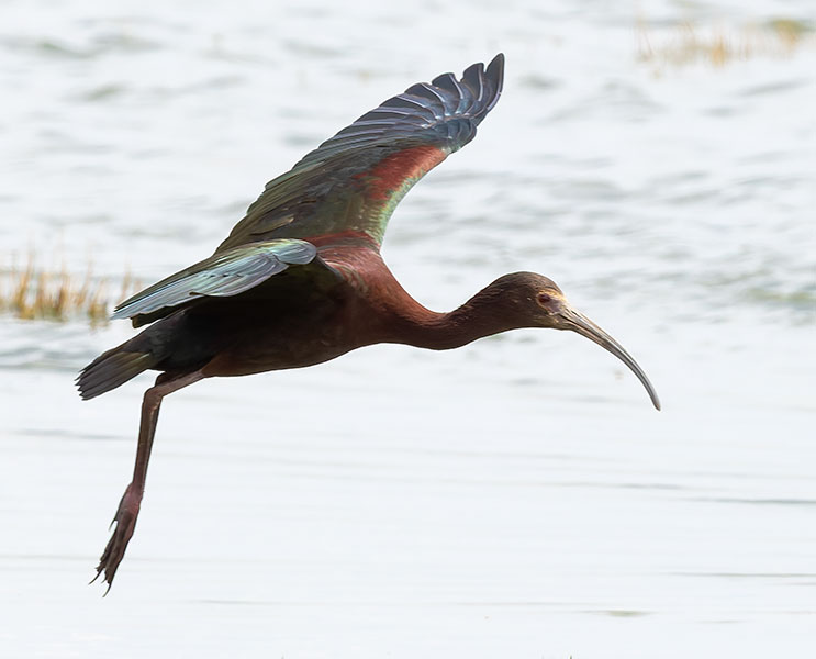 White-faced Ibis Plegadis chihi 