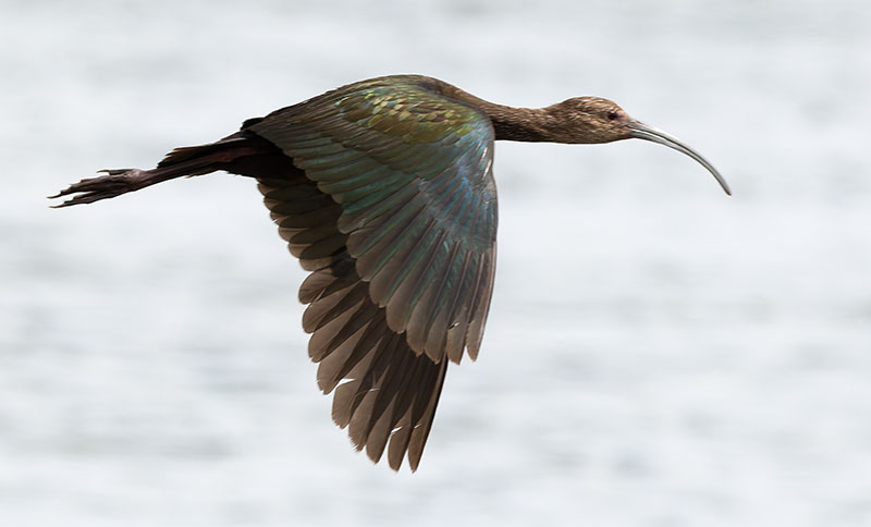 White-faced Ibis Plegadis chihi 