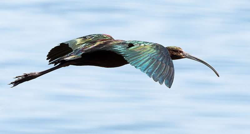 White-faced Ibis Plegadis chihi 