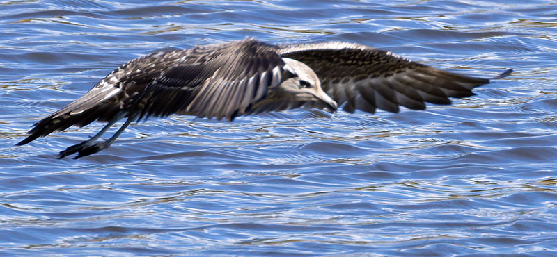 ALT="Long-tailed