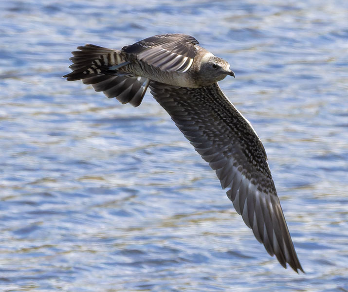 ALT="Long-tailed