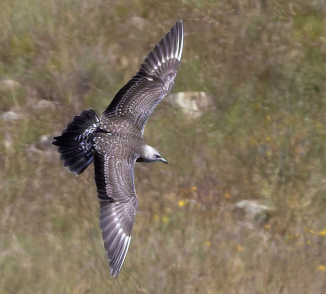 ALT="Long-tailed
