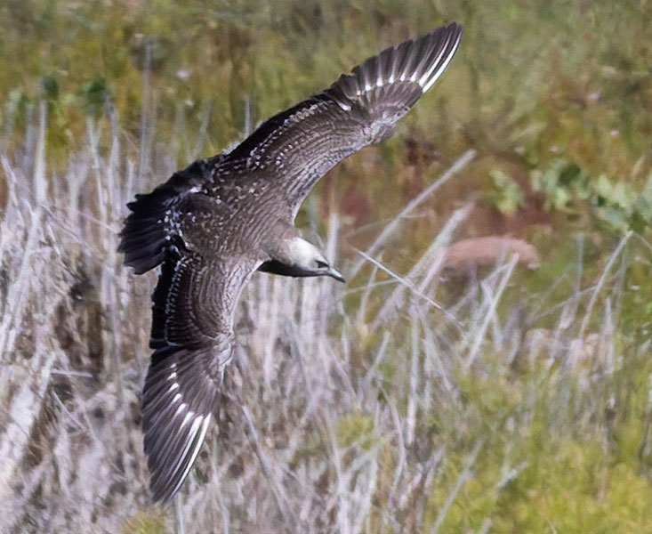ALT="Long-tailed