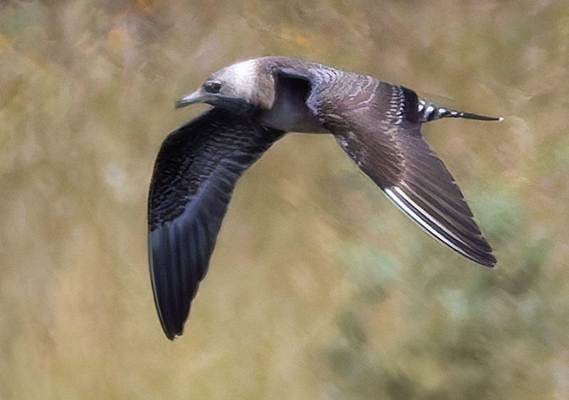 ALT="Long-tailed