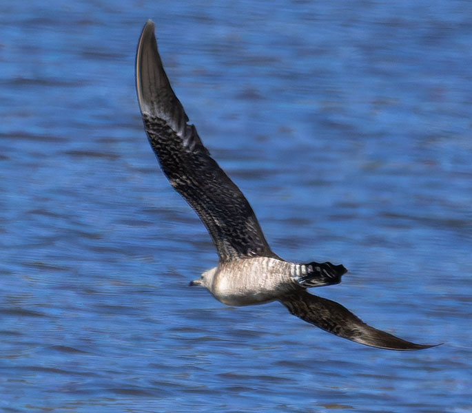 ALT="Long-tailed