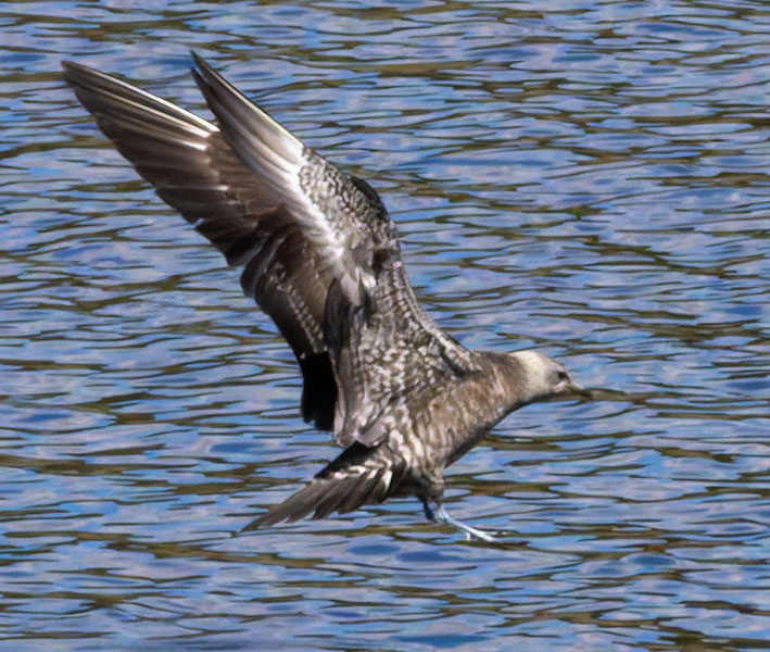 ALT="Long-tailed