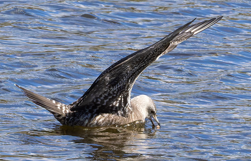 ALT="Long-tailed