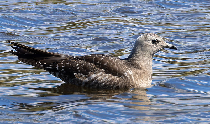 ALT="Long-tailed