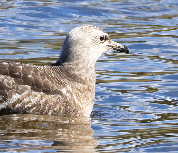 ALT="Long-tailed